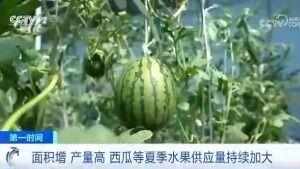 吃瓜群众新米上市 第2张 吃瓜群众新米上市 第2张